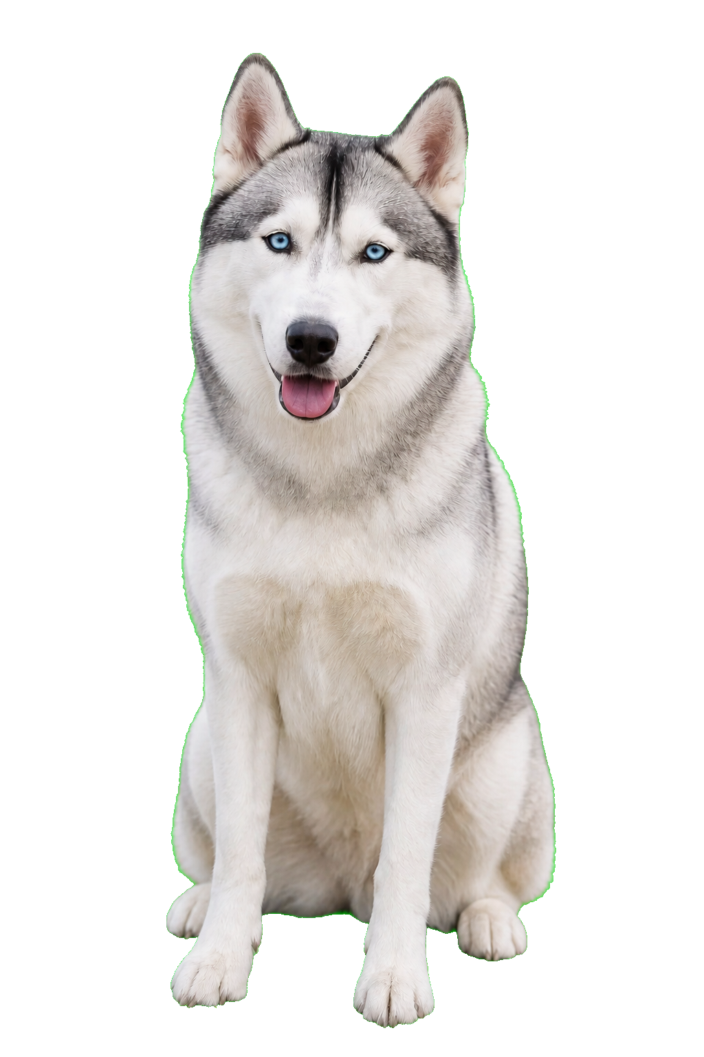 Siberian Husky