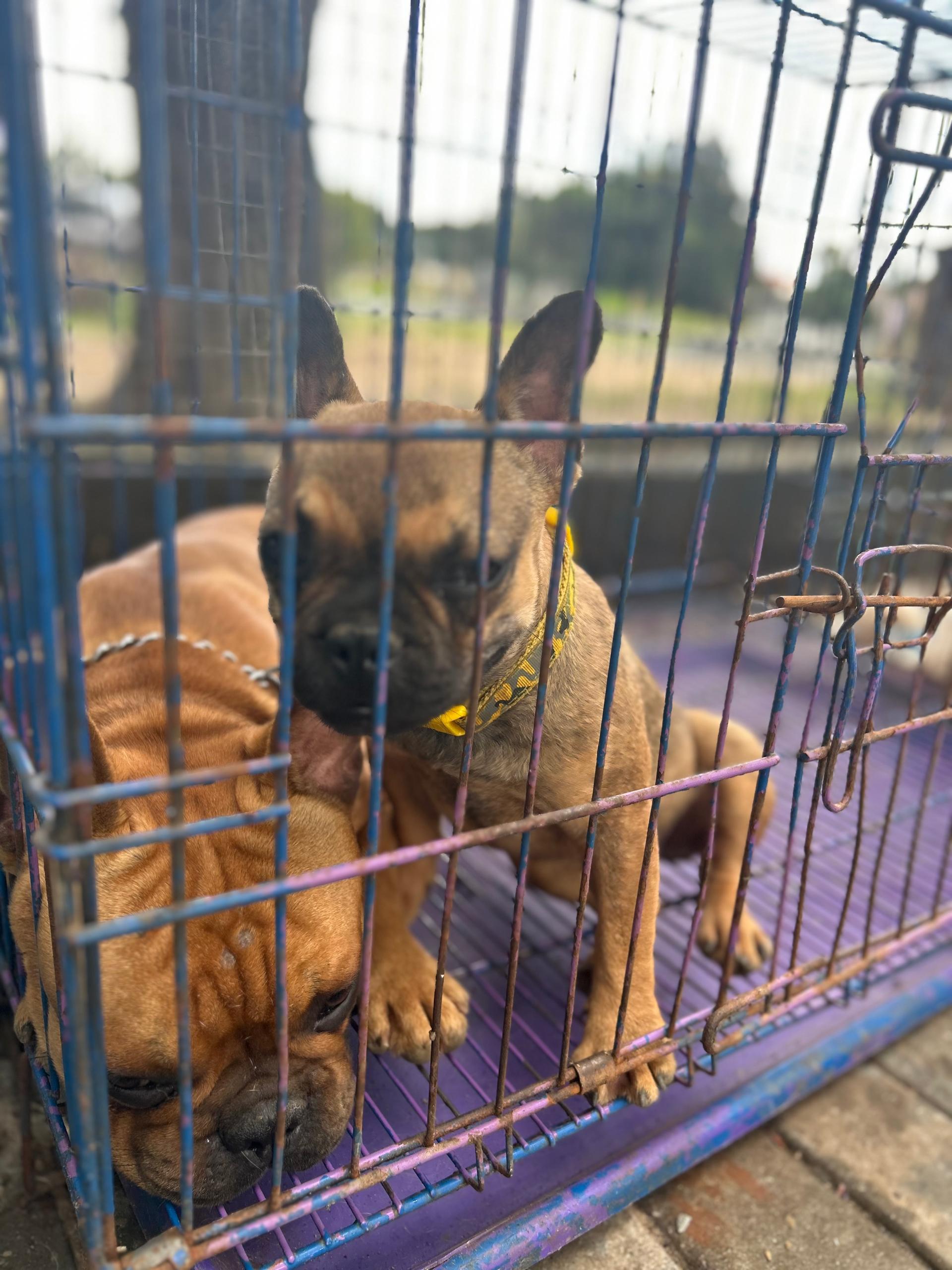 Lionheart Kennel gallery photo 2