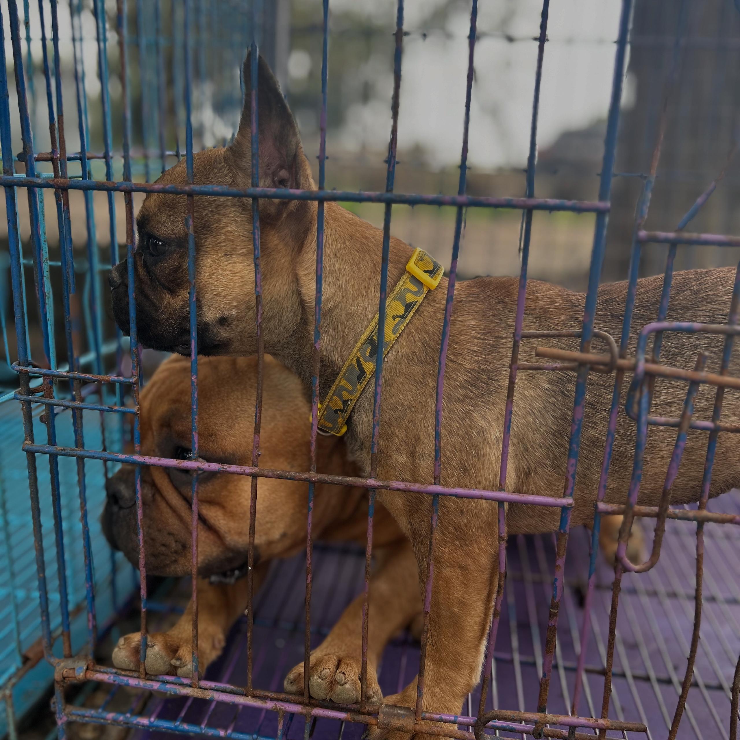 Lionheart Kennel gallery photo 3