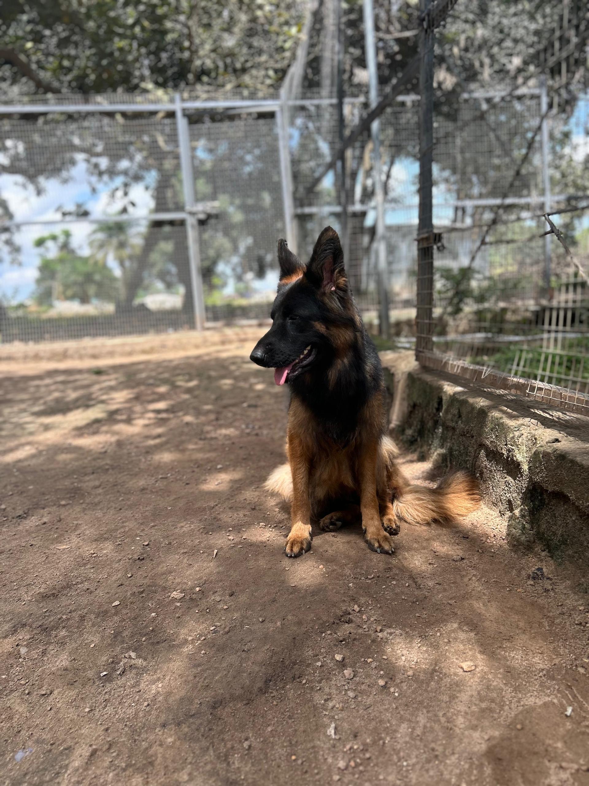 Lionheart Kennel gallery photo 5