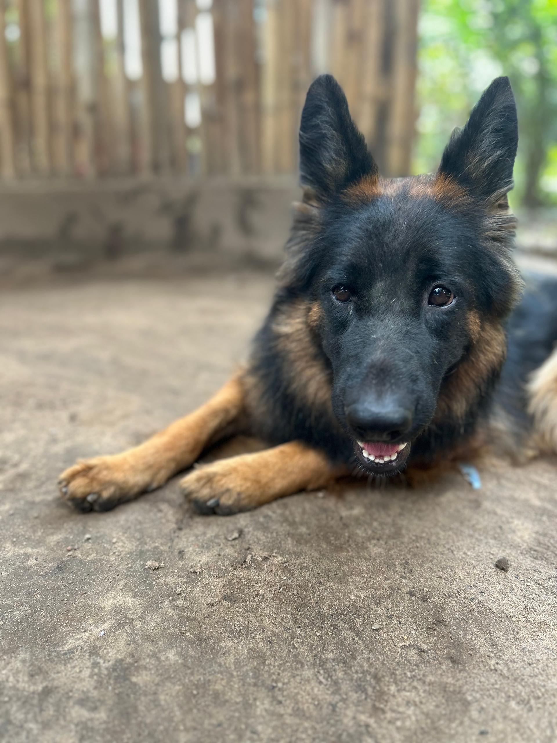 Lionheart Kennel gallery photo 6