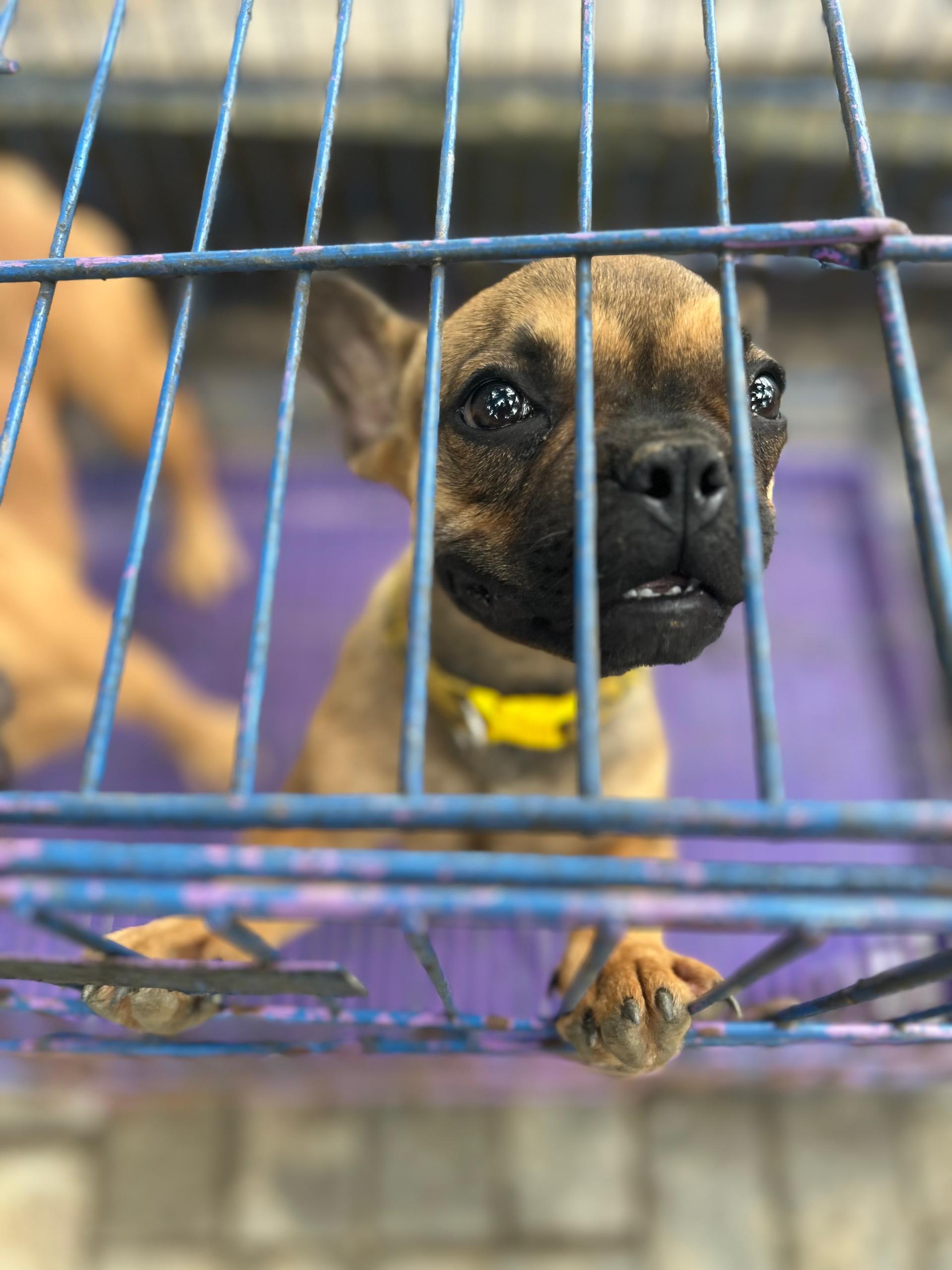 Lionheart Kennel gallery photo 7