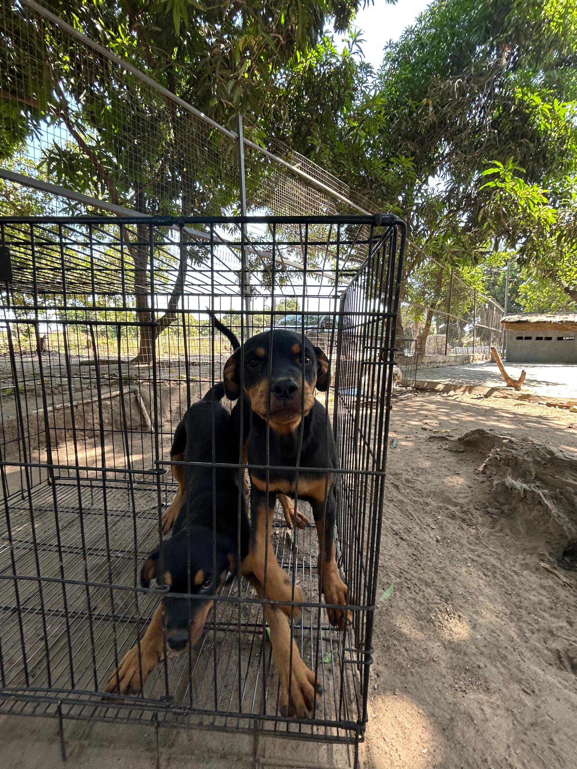 Lionheart Kennel gallery photo 8