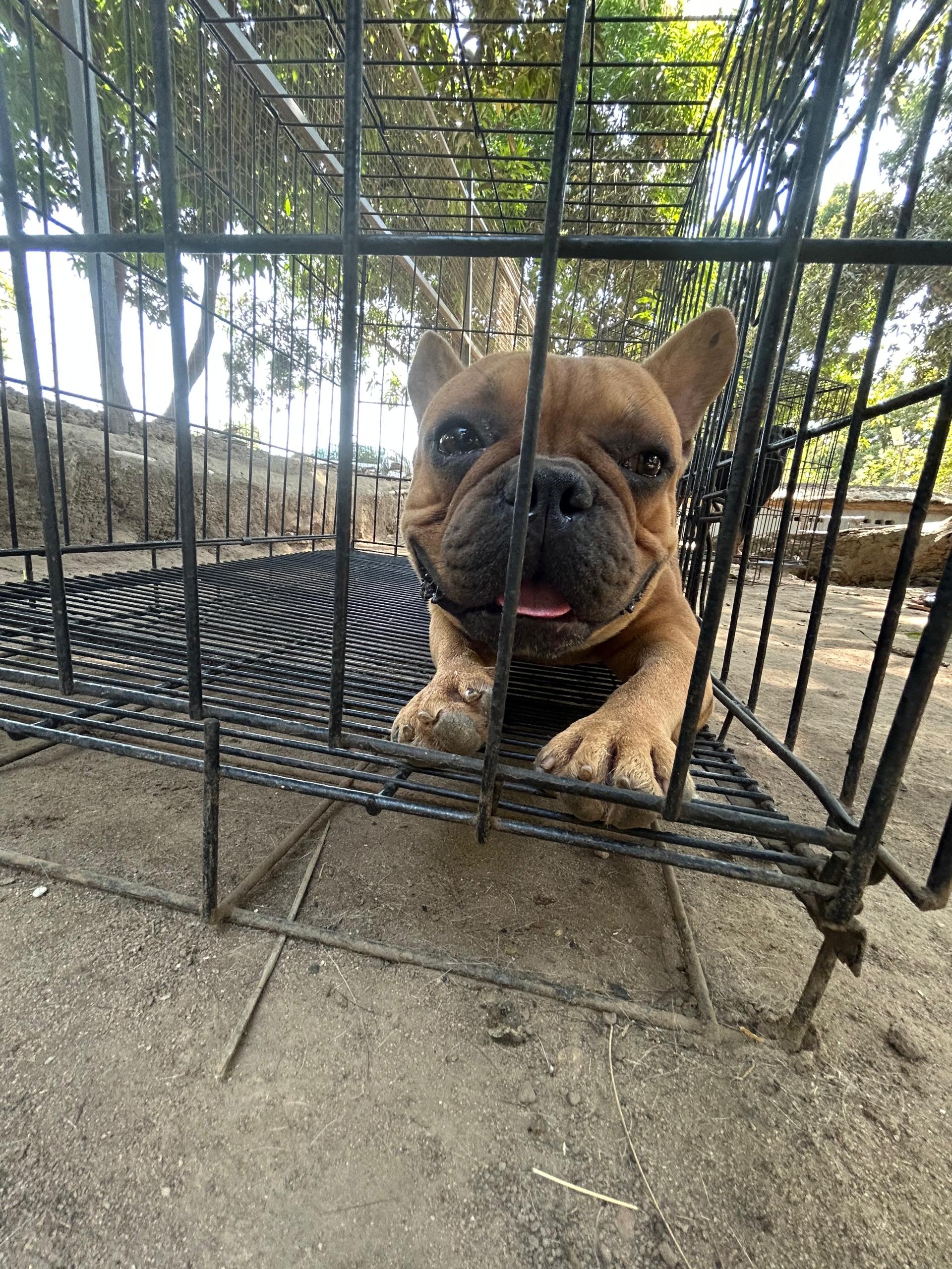 Lionheart Kennel gallery photo 10