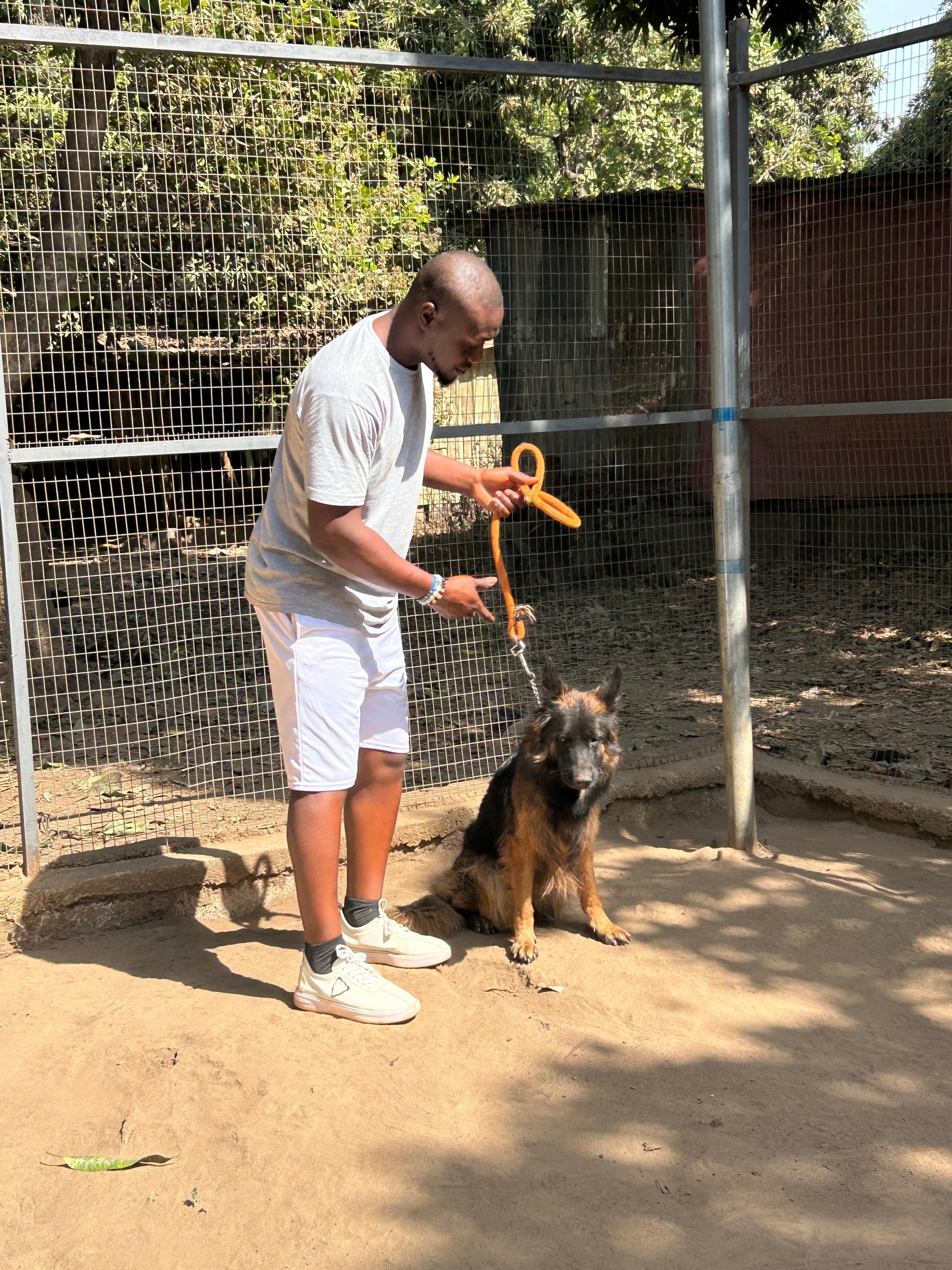 Lionheart Kennel gallery photo 11