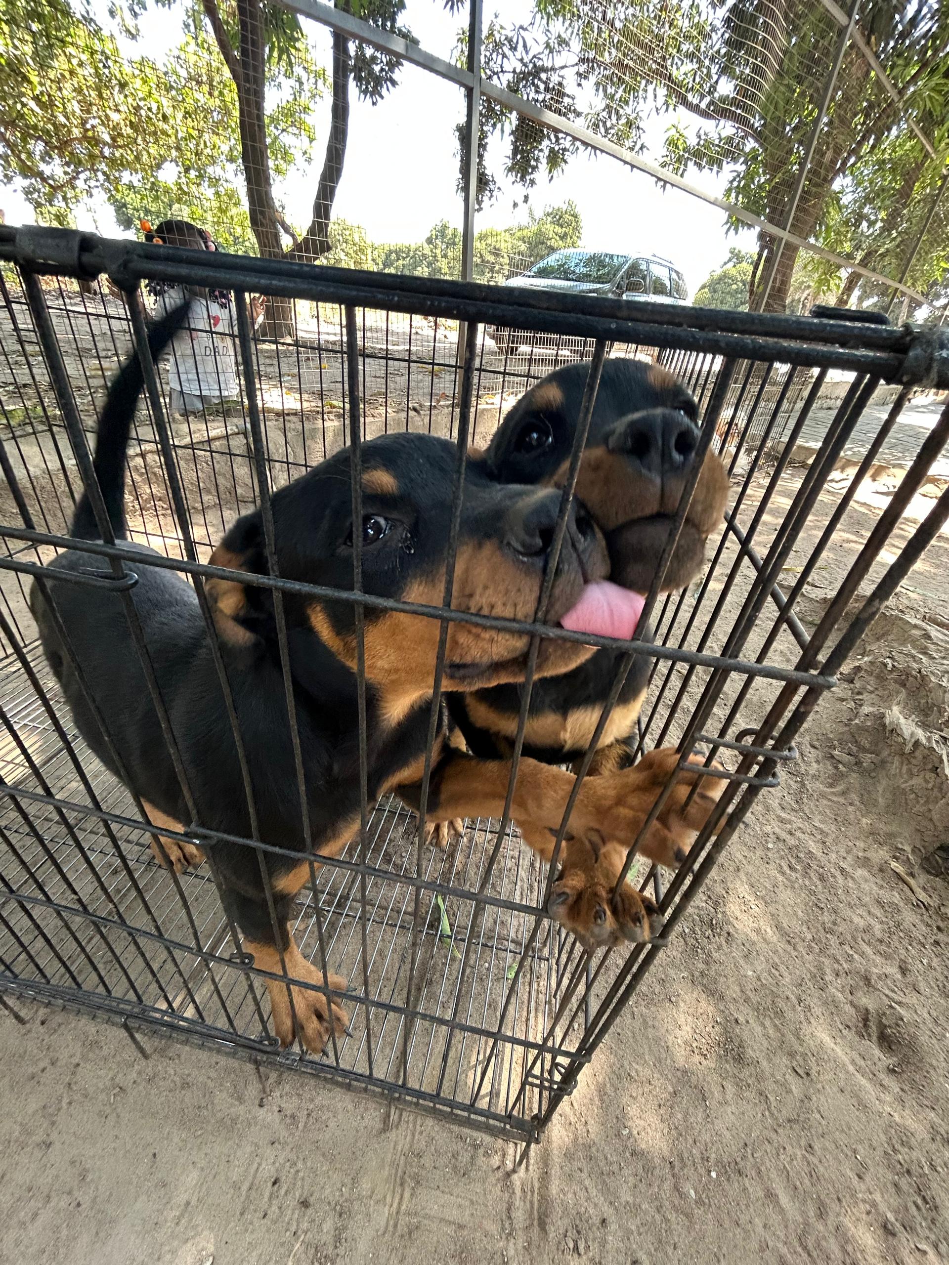 Lionheart Kennel gallery photo 14