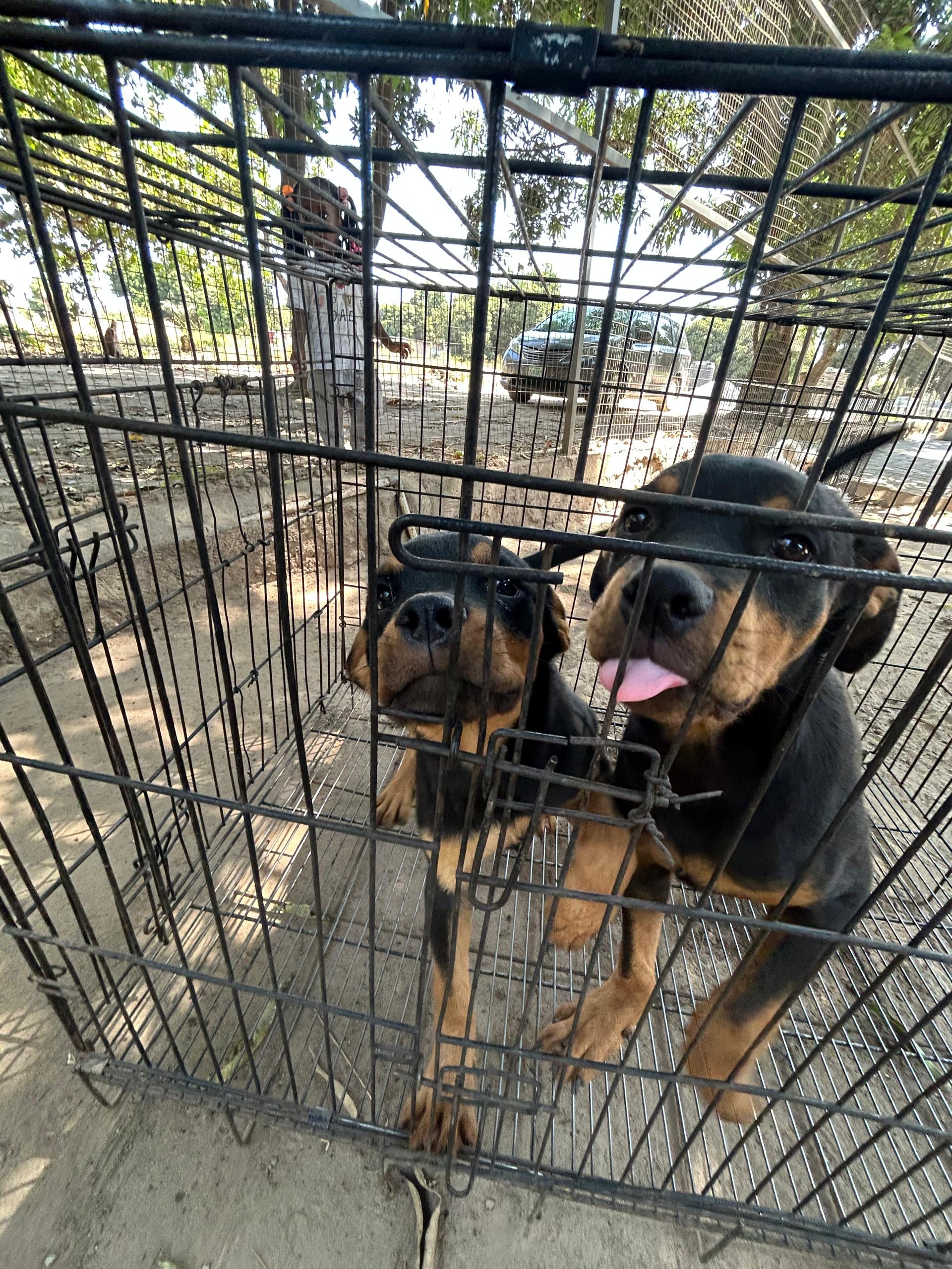 Lionheart Kennel gallery photo 16