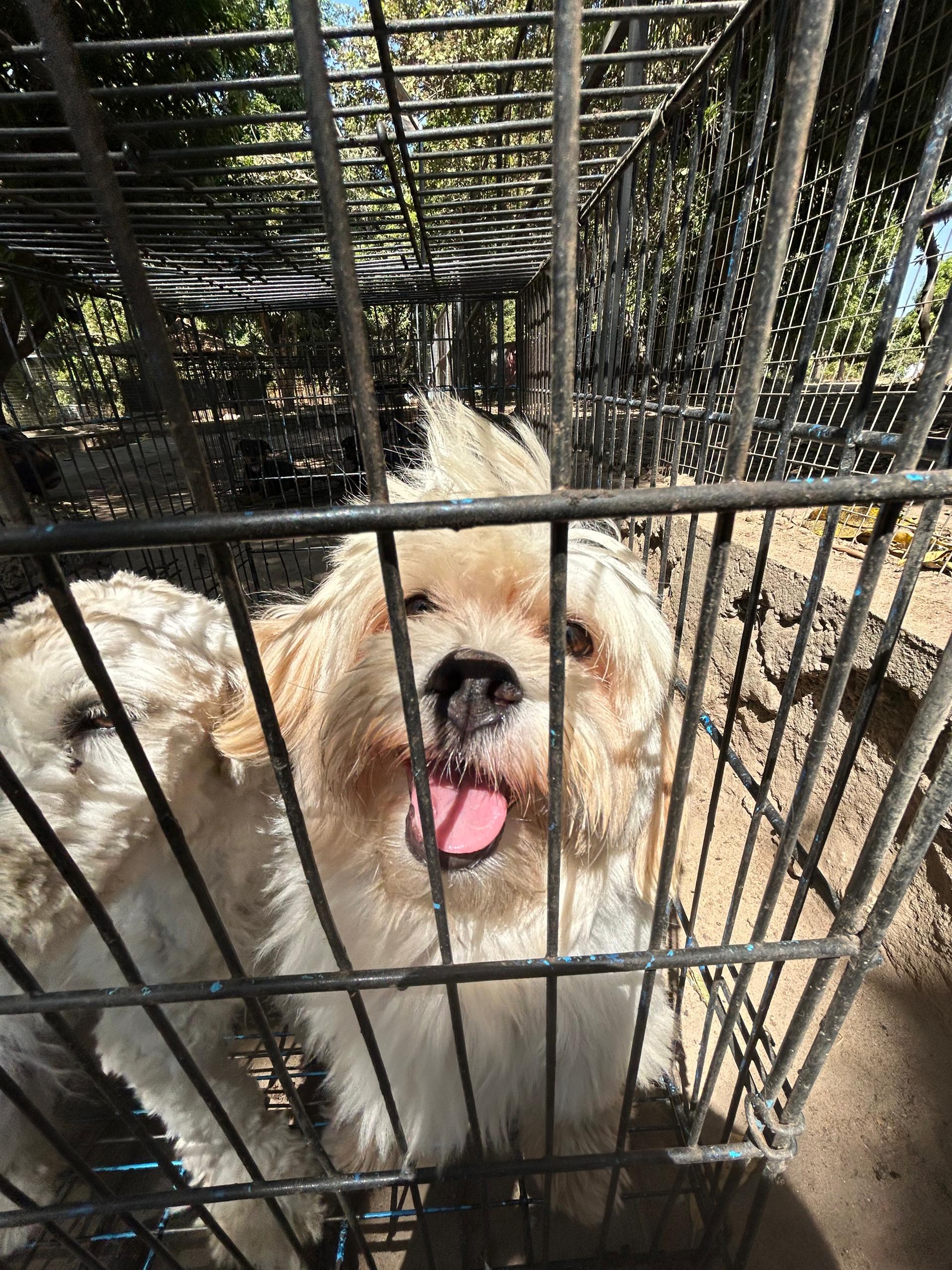 Lionheart Kennel gallery photo 17