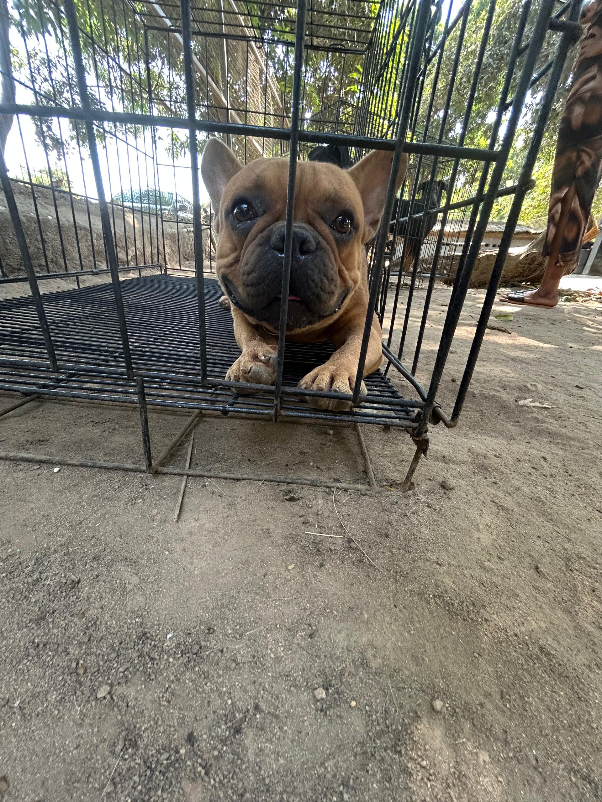 Lionheart Kennel gallery photo 18