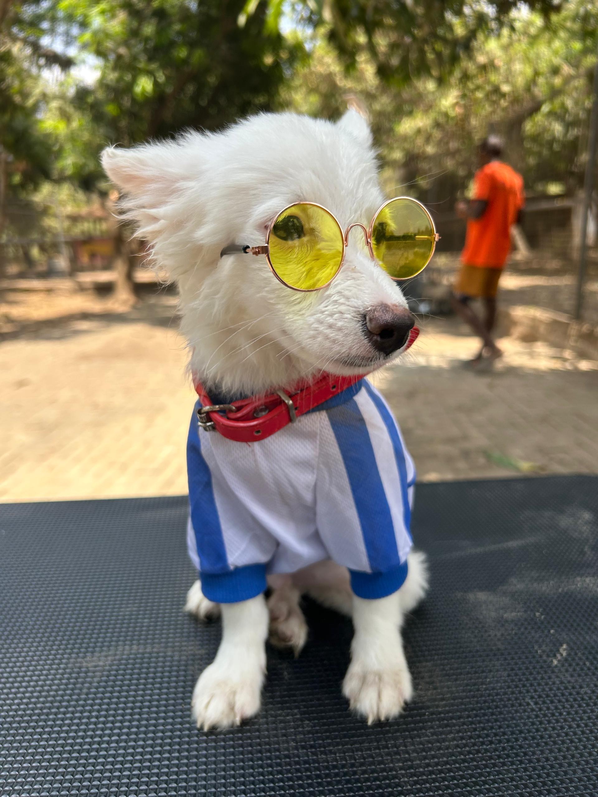 Lionheart Kennel gallery photo 19