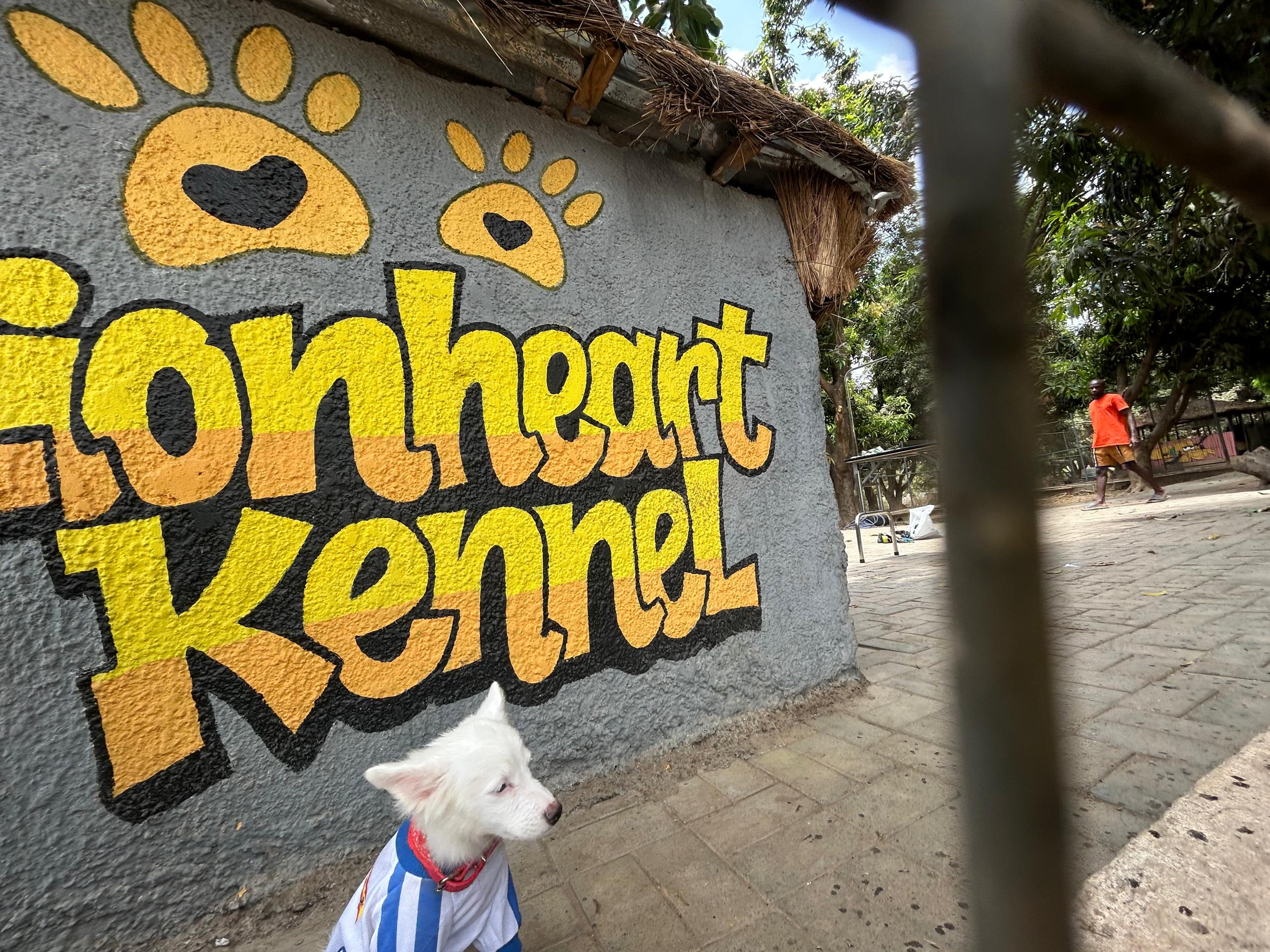 Lionheart Kennel gallery photo 20