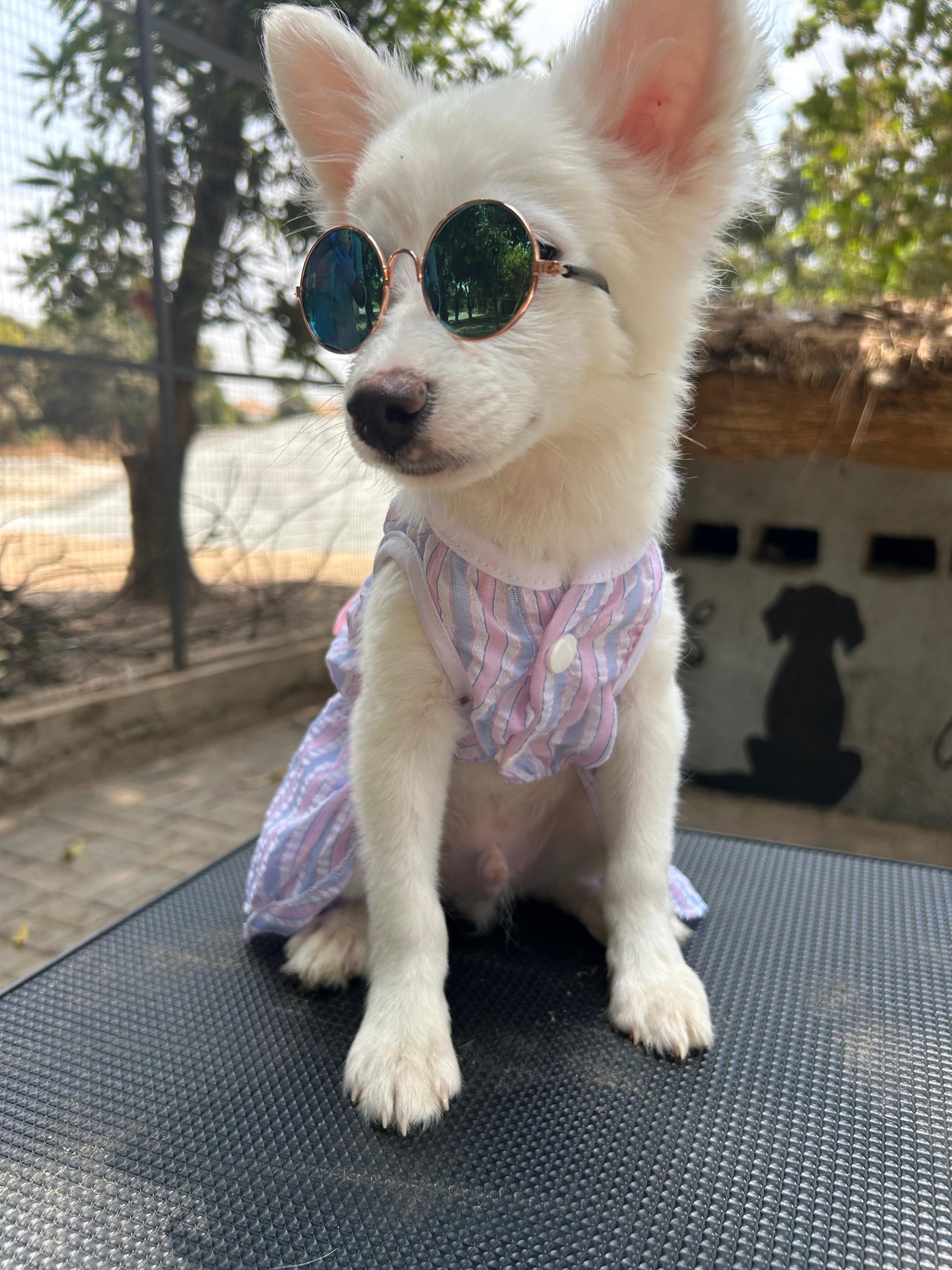 Lionheart Kennel gallery photo 21