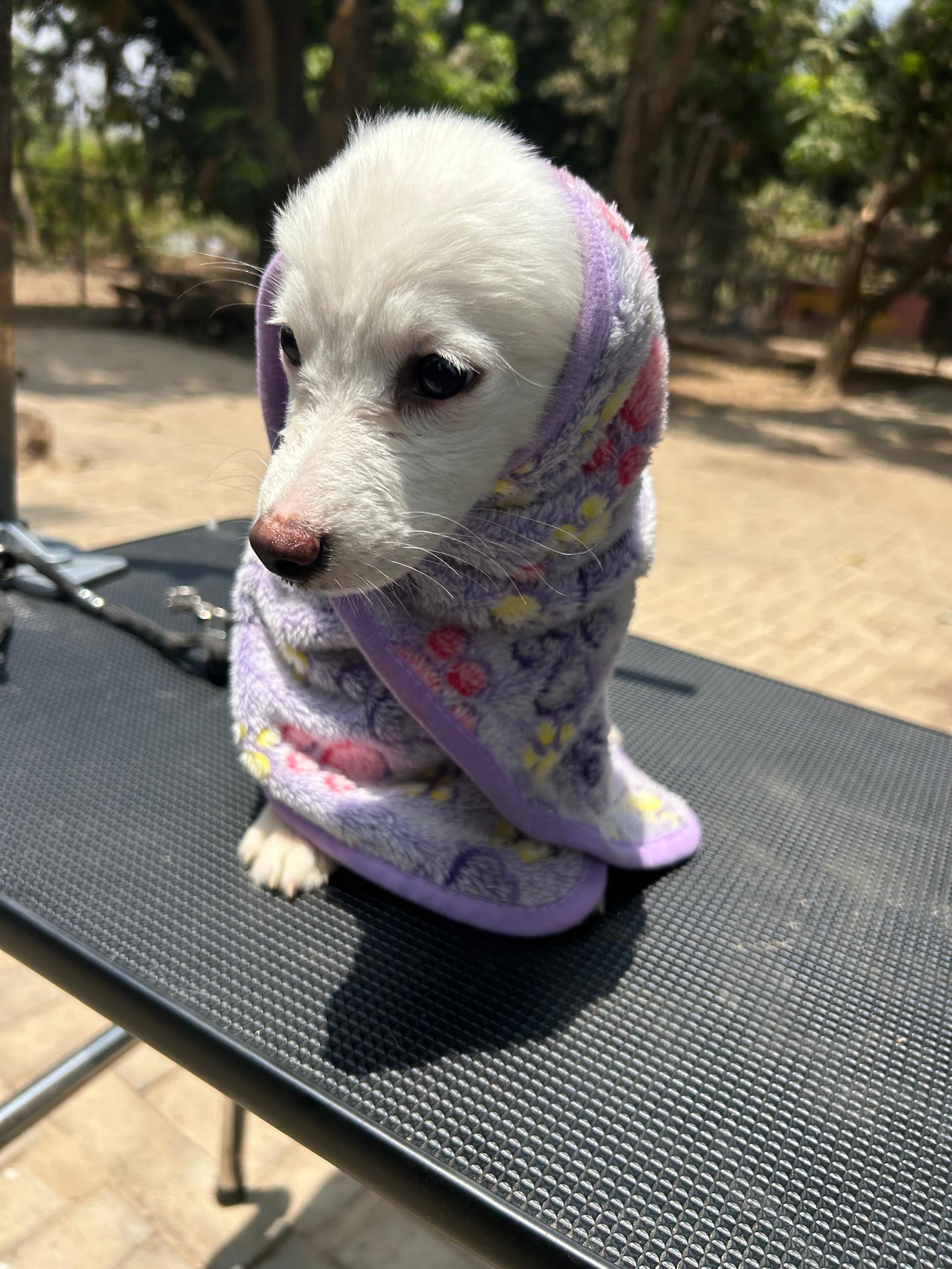 Lionheart Kennel gallery photo 23
